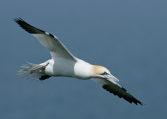 Gannet Morus bassanus
