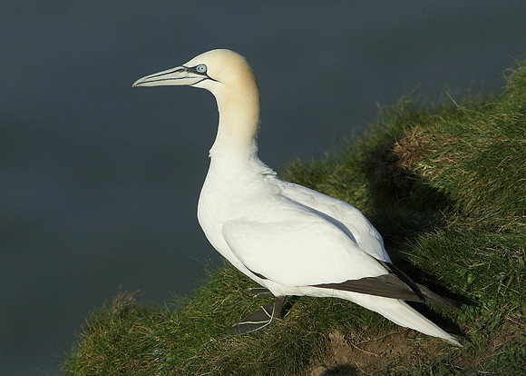 Gannet Morus bassanus