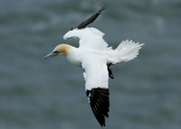 Gannet Morus bassanus