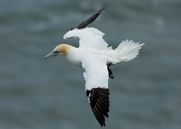 Gannet Morus bassanus