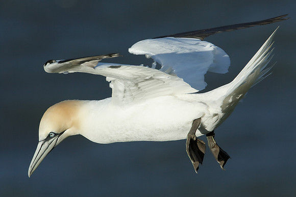 Gannet Morus bassanus