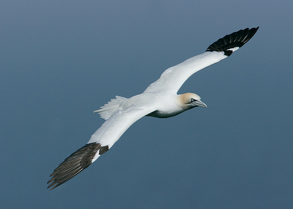 Gannet Morus bassanus