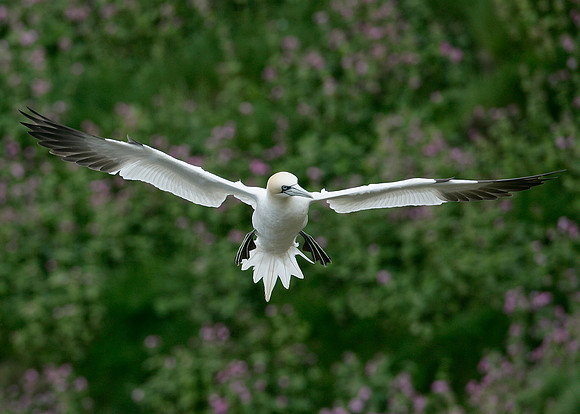 Gannet Morus bassanus