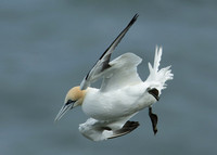 Gannet Morus bassanus