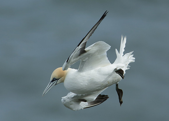 Gannet Morus bassanus
