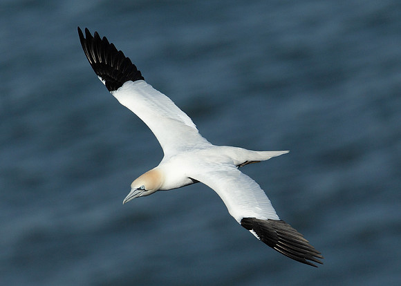 Gannet Morus bassanus