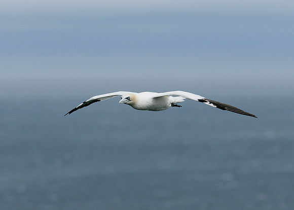 Gannet Morus bassanus