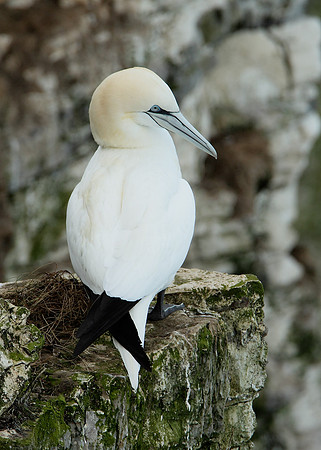 Gannet Morus bassanus