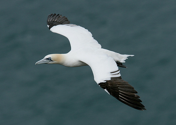 Gannet Morus bassanus