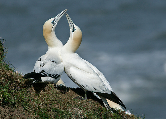 Gannet Morus bassanus