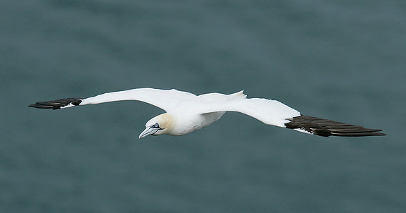 Gannet Morus bassanus