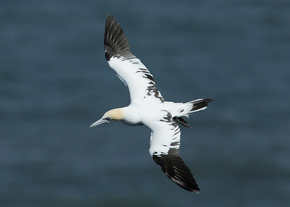 Gannet Morus bassanus