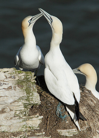 Gannet Morus bassanus