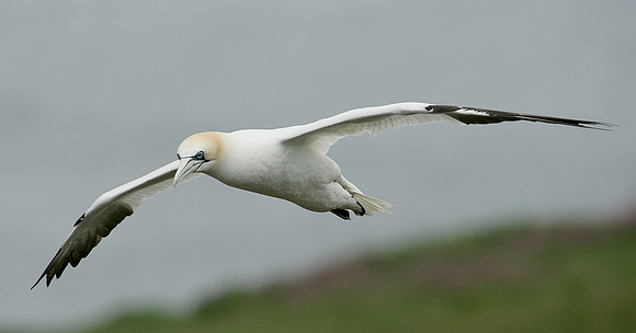 Gannet Morus bassanus