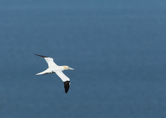 Gannet Morus bassanus