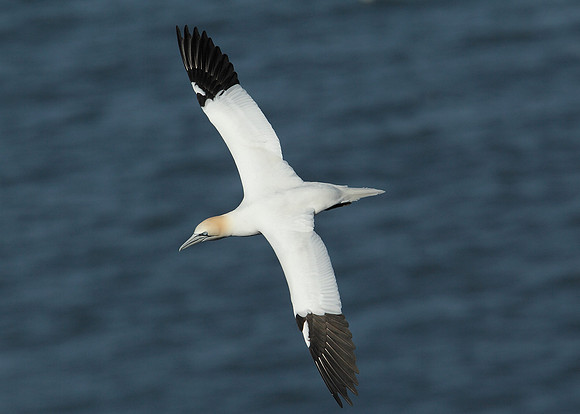 Gannet Morus bassanus