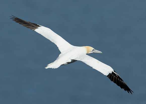 Gannet Morus bassanus