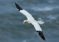 Gannet Morus bassanus