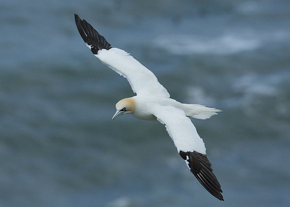Gannet Morus bassanus