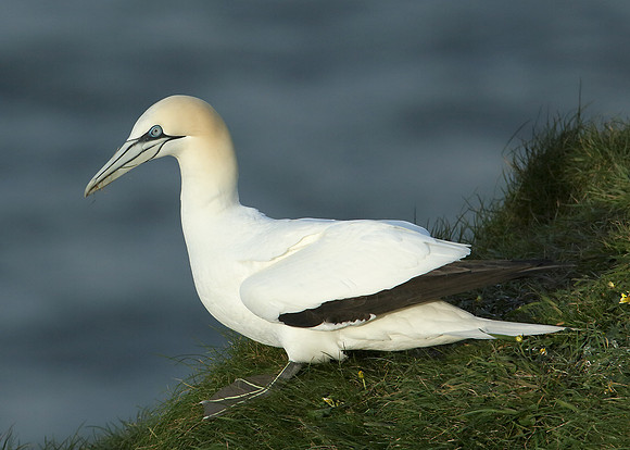 Gannet Morus bassanus