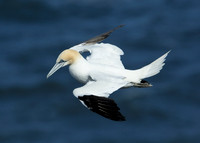 Gannet Morus bassanus