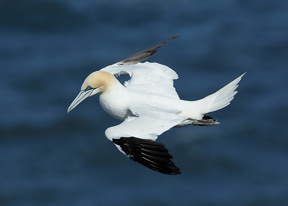 Gannet Morus bassanus