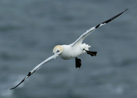 Gannet Morus bassanus