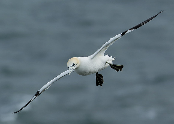 Gannet Morus bassanus