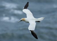 Gannet Morus bassanus