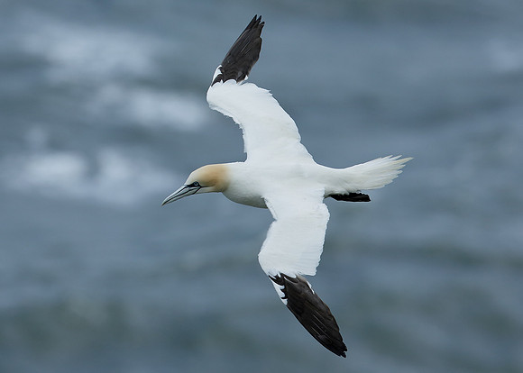 Gannet Morus bassanus