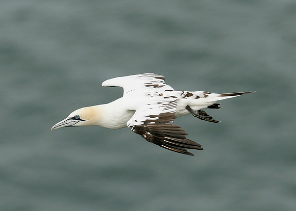 Gannet Morus bassanus