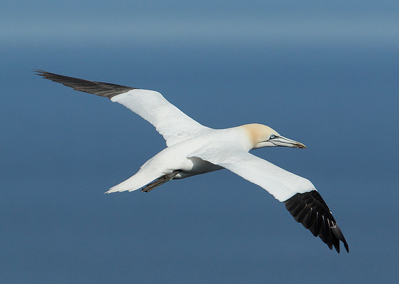 Gannet Morus bassanus