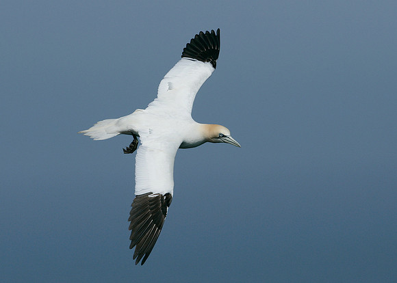 Gannet Morus bassanus