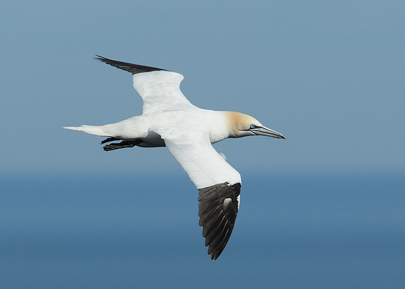Gannet Morus bassanus