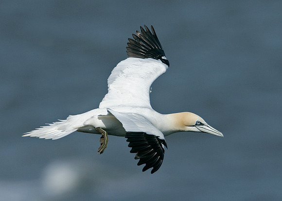 Gannet Morus bassanus
