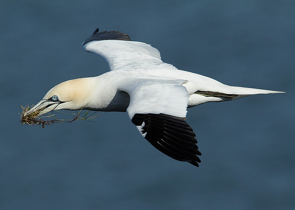 Gannet Morus bassanus