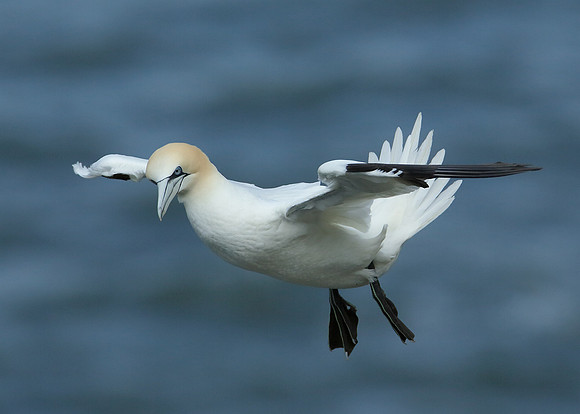 Gannet Morus bassanus