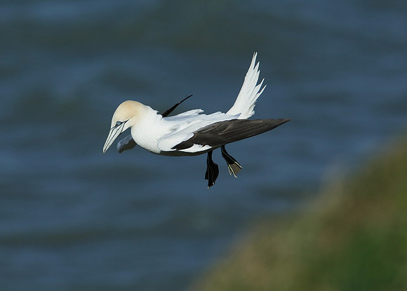 Gannet Morus bassanus