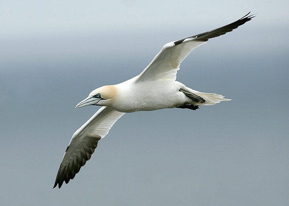 Gannet Morus bassanus