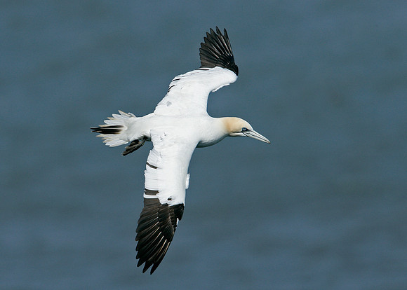 Gannet Morus bassanus