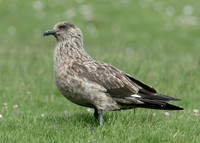 Great Skua Stercorarius skua