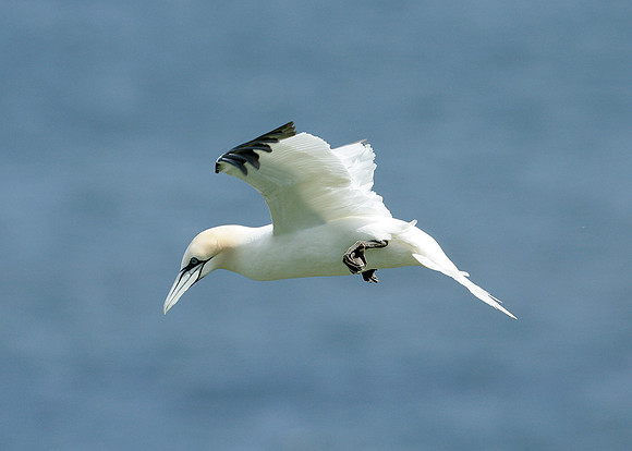 Gannet Morus bassanus