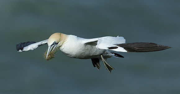 Gannet Morus bassanus