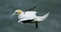 Gannet Morus bassanus