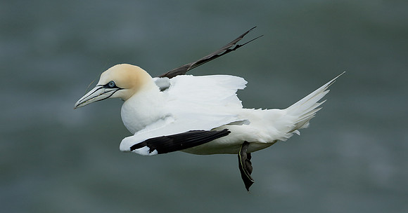 Gannet Morus bassanus