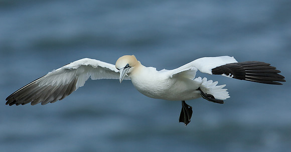Gannet Morus bassanus