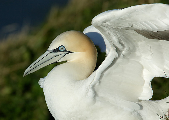 Gannet Morus bassanus