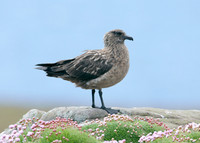 Great Skua Stercorarius skua
