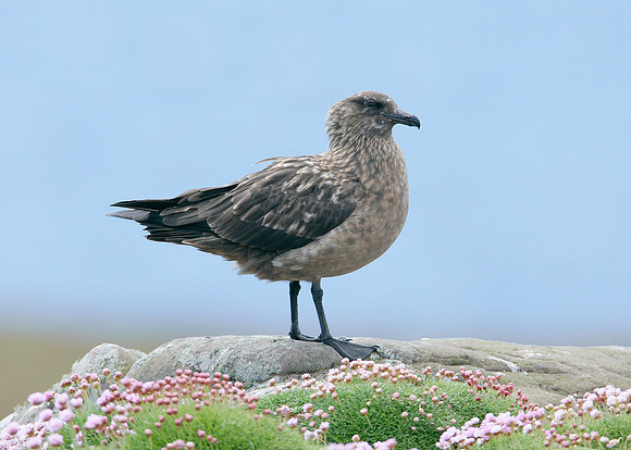 Great Skua Stercorarius skua