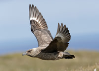 Great Skua Stercorarius skua